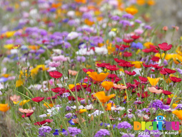 FZ030501 Wild flowers in Barry